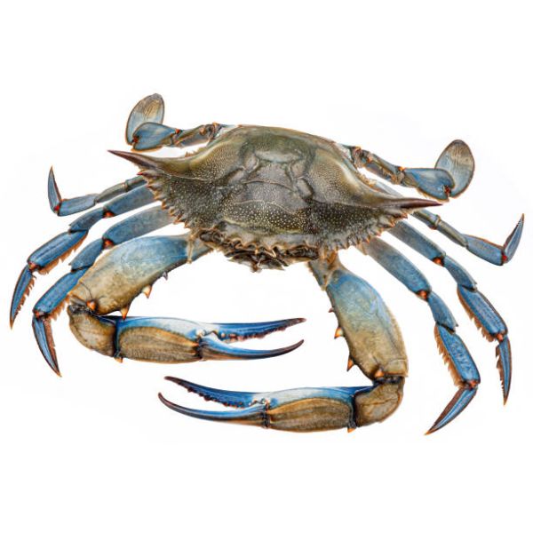 Blauwe Zwemkrab XXL 5kg