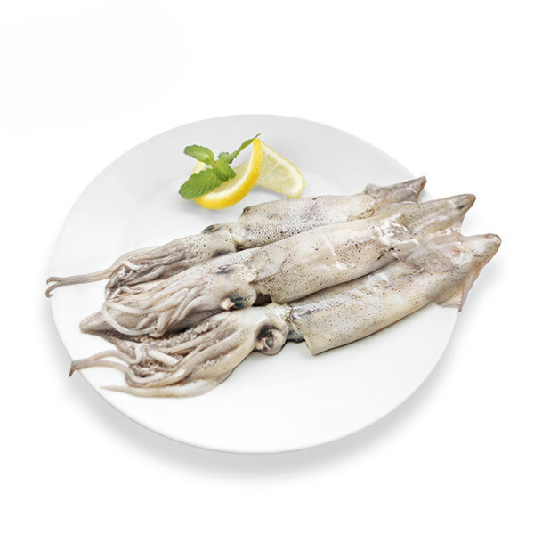 Frozen California Squid