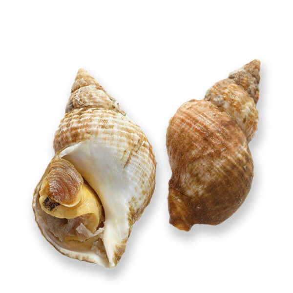 Cooked Whelk