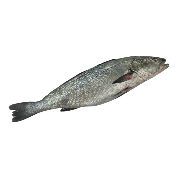 Corvina 3.5-4kg