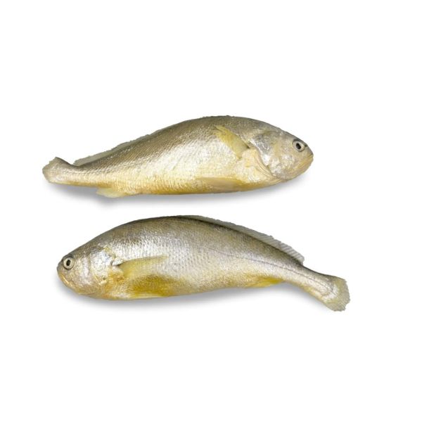 Frozen Wilde Yellow Croaker 200-250
