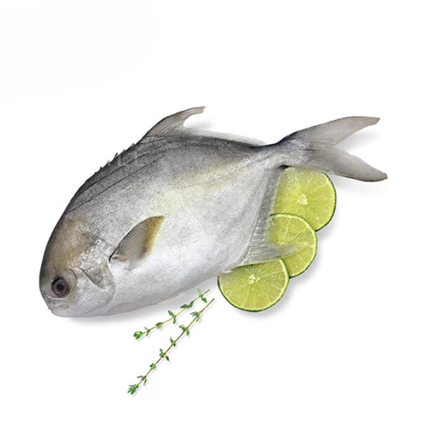 Frozen Gouden Pomfret 300-400gram