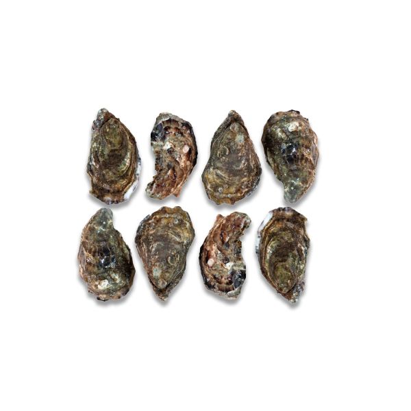 Ierse Oesters Nr.5 