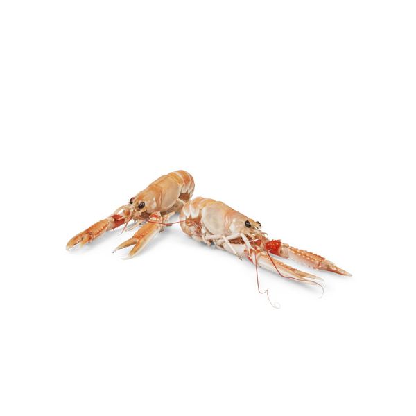 Vers Noorse Langoustines 21-30