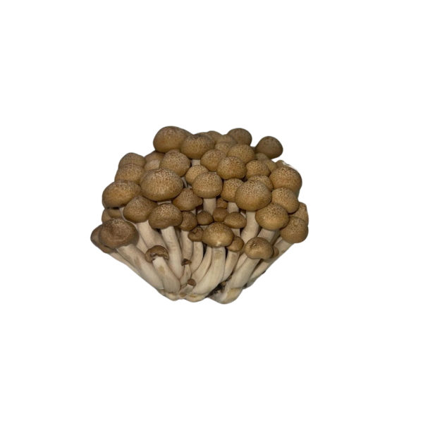 Brown Shimeji Mushroom