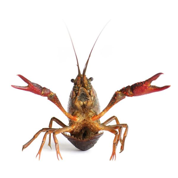 Levend Rivierkreeft