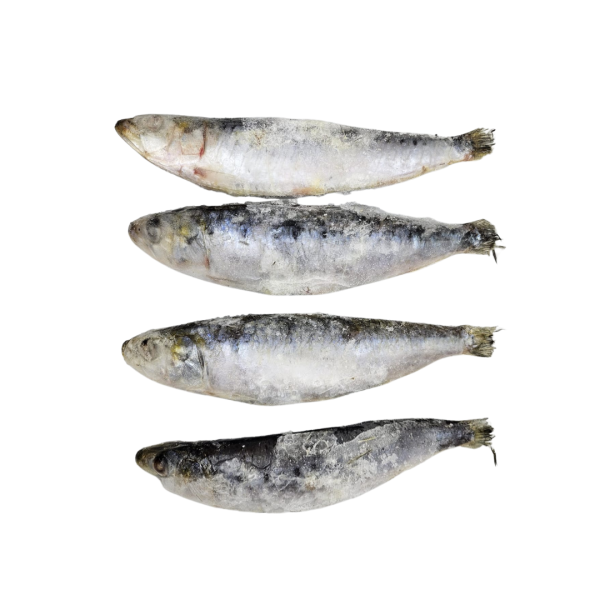 Sardines