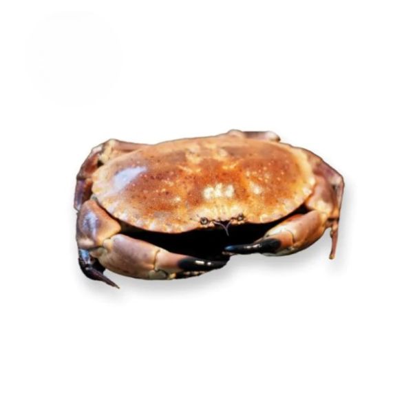 Noordzee Krab B Klasse