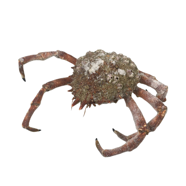 Frozen Spider Crab