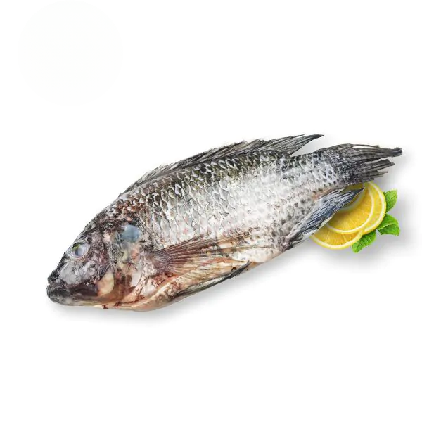 Frozen Tilapia Heel