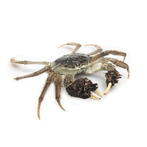 Xiao's Wolhandkrab Mix