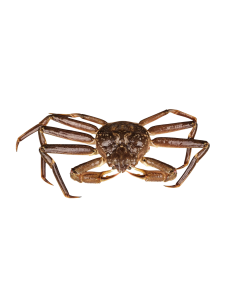 Live Snow Crab 