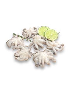 Baby Octopus 40-60