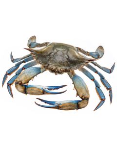 Blauwe Zwemkrab XXL 5kg