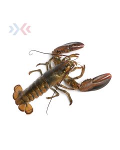 Canadese Kreeft 800-900gram