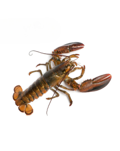 Canadese Kreeft 600-700gram