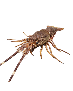 Langousta Kreeft 400/600