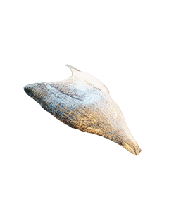  Dorade Filet 100-140
