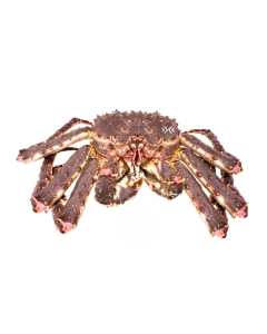 Live King Crab 2.5-3 kg