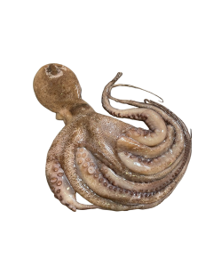 Hele Octopus 2 - 2,5kg