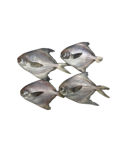 Frozen Zilver pomfret