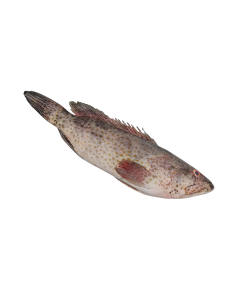 Spotted Grey Grouper