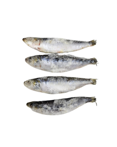 Sardines