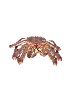 Live King Crab 1,9 - 2kg