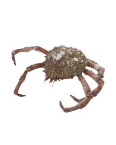Frozen Spider Crab