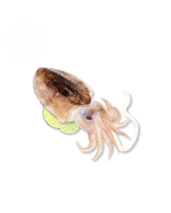 Zeekat