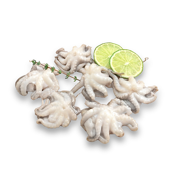 Baby octopus 40-60