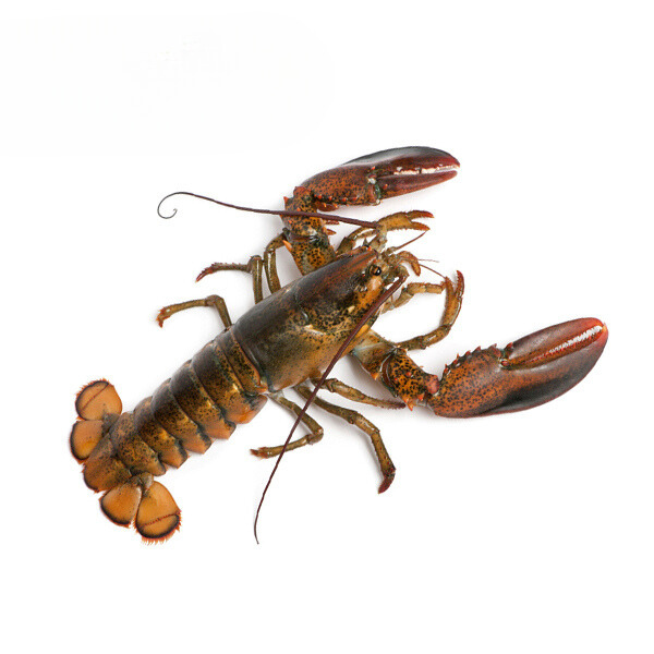 Canadese kreeft 450-550gram
