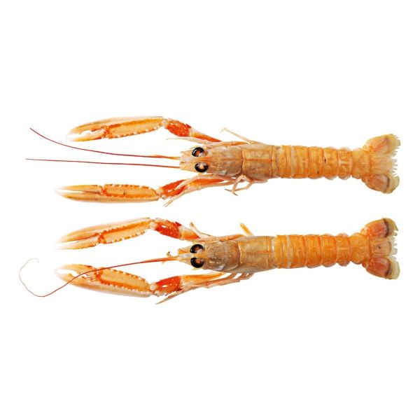 Nederlandse langoustines 17/20