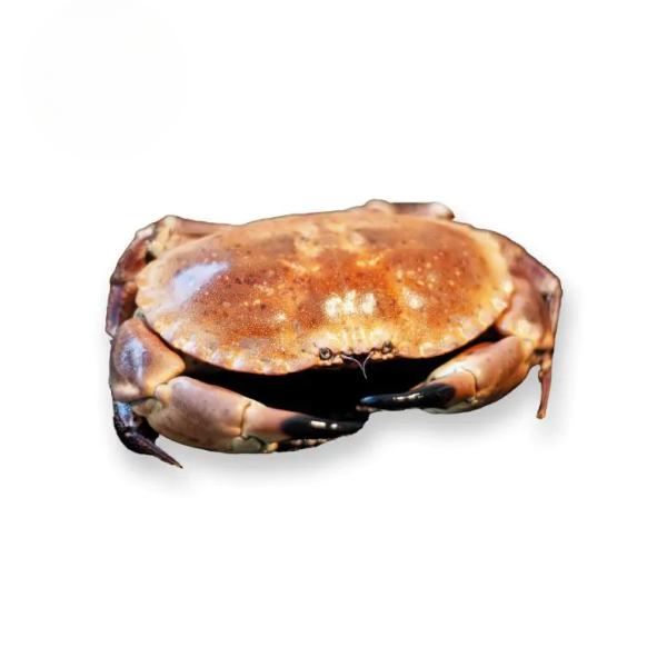Noordzee krab 400-600gram