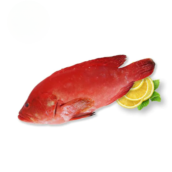 Rode grouper