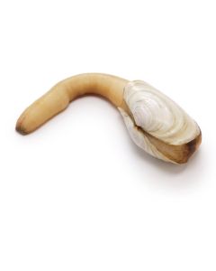 Geoduck