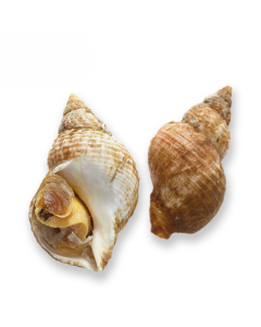 Cooked whelk