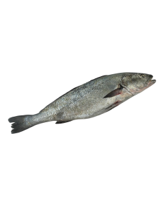 Corvina 3.5-4kg