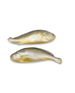 Wilde yellow croaker 200-250