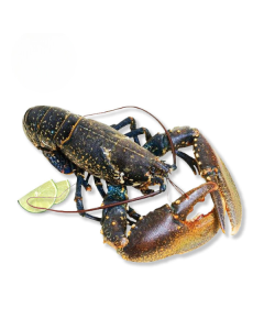 Europese blauwe kreeft 1.6-1.7kg