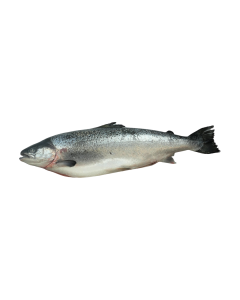 Zalm heel 5-5.5kg