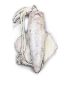 Frozen Pijlinktvis