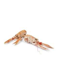 Noorse langoustines