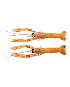 Nederlandse langoustines 17/20