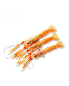 Nederlandse langoustines 17-20