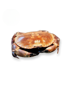 Noordzee krab 400-600gram