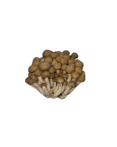 Brown Shimeji mushroom