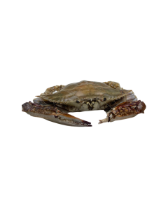Chinese Blauwe Zwemkrab 300-400