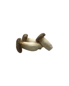 King oyster mushroom