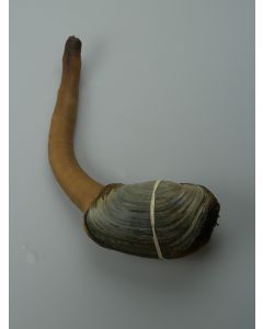 Geoduck